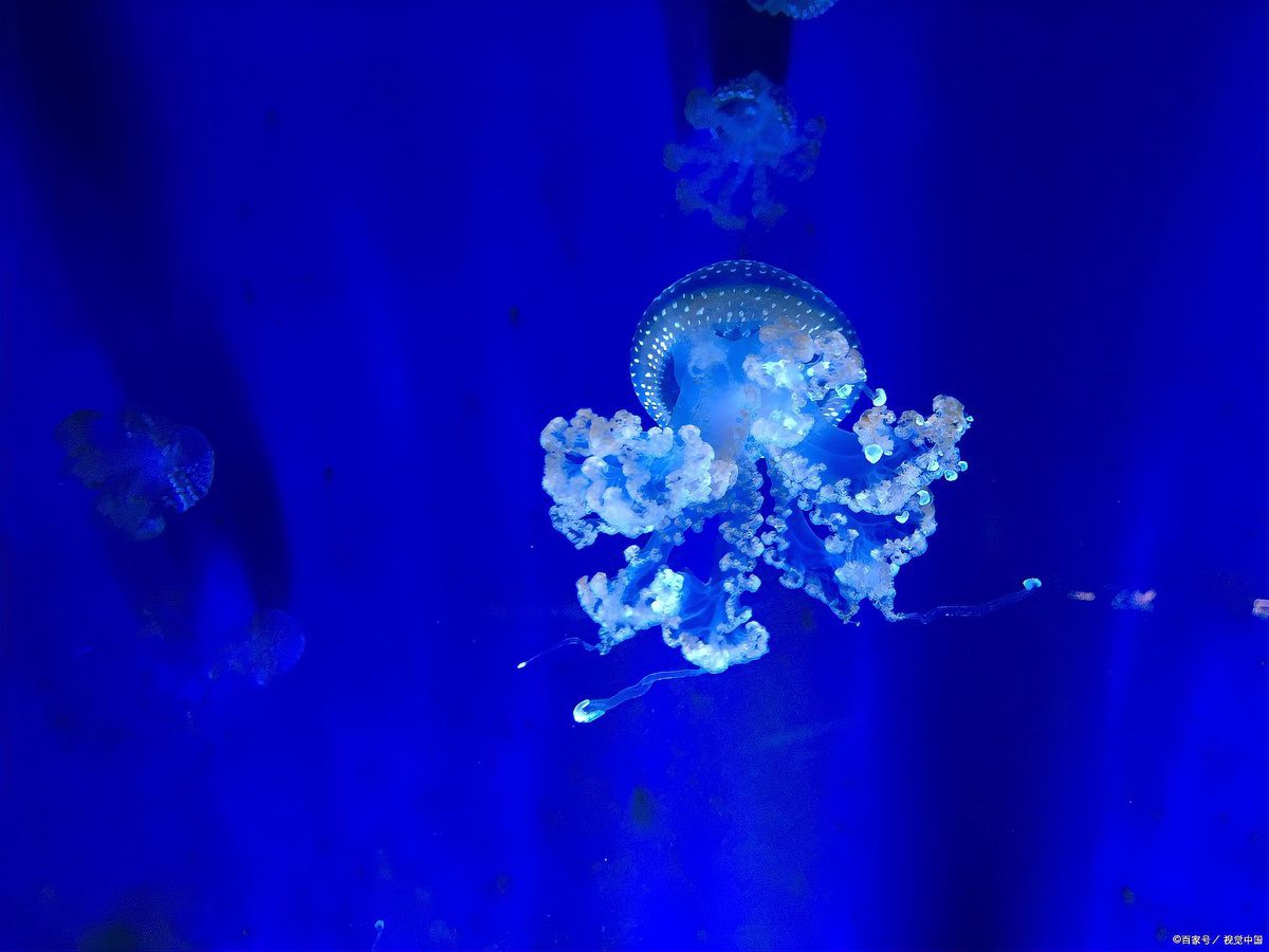 伊金霍洛水族店：伊金霍洛水族店的經營模式是怎樣的