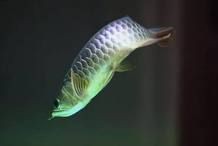 如何拍攝金龍魚的高清大圖？：拍攝金龍魚的高清大圖