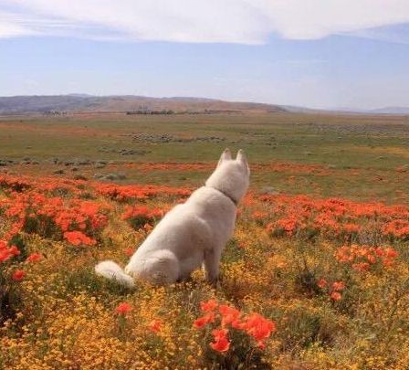 玉樹(shù)藏族自治州魚(yú)缸批發(fā)市場(chǎng)：玉樹(shù)專(zhuān)業(yè)魚(yú)缸批發(fā)市場(chǎng)