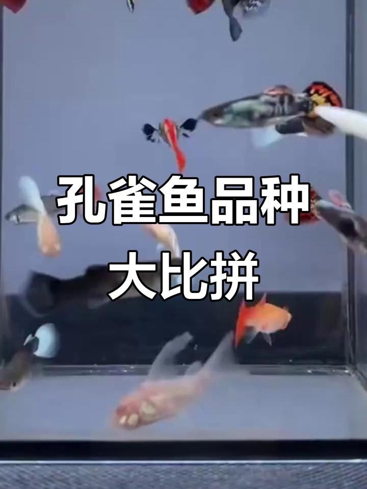 孔雀魚排名第一的品種：2021年最火孔雀魚品種大揭秘 孔雀魚排名第一的品種：2021年最火孔雀魚品種大揭秘 龍魚百科 第1張