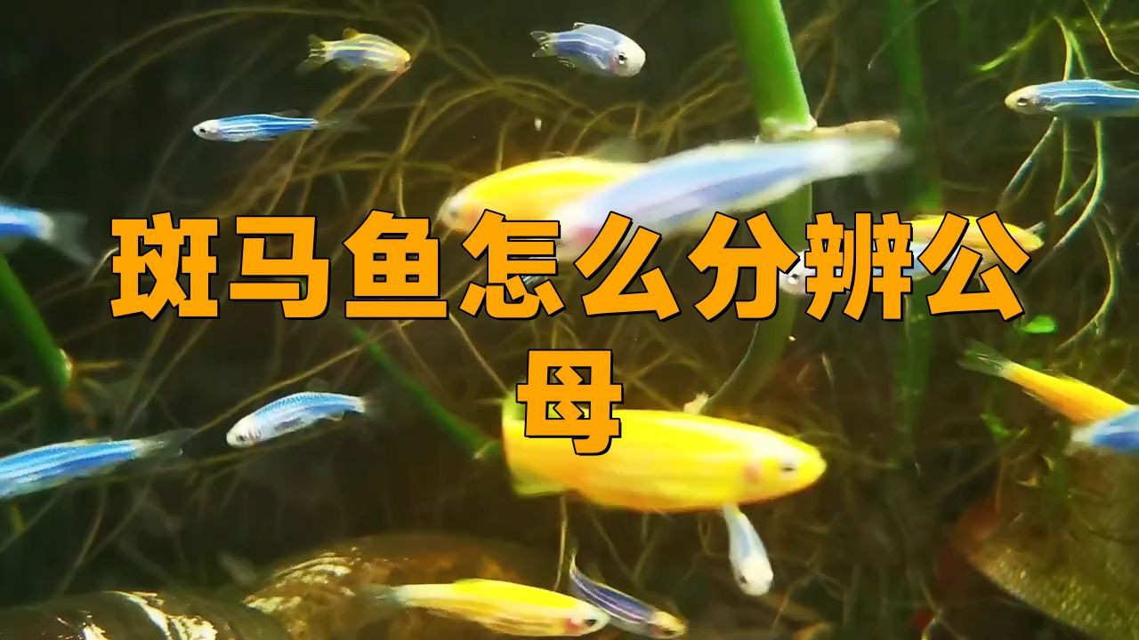 斑馬魚公母比例多少合適：斑馬魚公母分辨技巧寵界段子手 斑馬魚公母比例多少合適：斑馬魚公母分辨技巧寵界段子手 龍魚百科 第5張