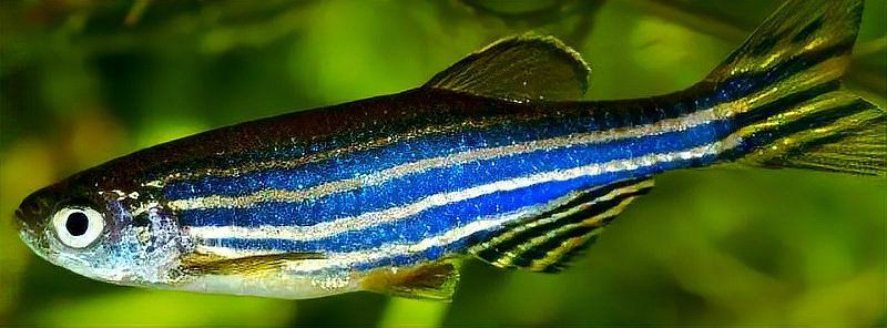 斑馬魚公母比例多少合適：斑馬魚公母分辨技巧寵界段子手 斑馬魚公母比例多少合適：斑馬魚公母分辨技巧寵界段子手 龍魚百科 第4張