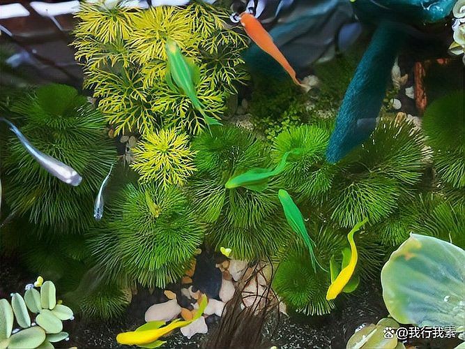 斑馬魚公母比例多少合適：斑馬魚公母分辨技巧寵界段子手 斑馬魚公母比例多少合適：斑馬魚公母分辨技巧寵界段子手 龍魚百科 第3張