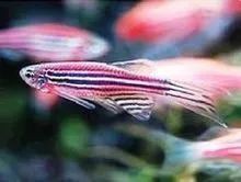 斑馬魚公母比例多少合適：斑馬魚公母分辨技巧寵界段子手 斑馬魚公母比例多少合適：斑馬魚公母分辨技巧寵界段子手 龍魚百科 第6張