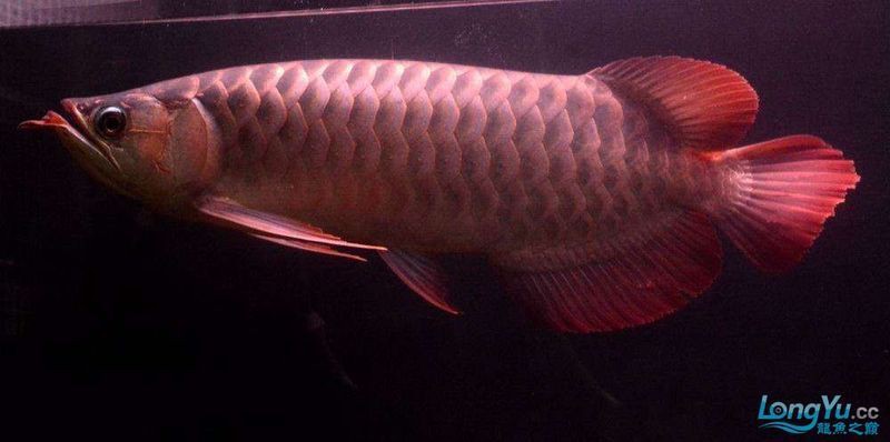 泗水龍魚什么檔次最好：泗水超血王紅龍魚 泗水龍魚什么檔次最好：泗水超血王紅龍魚 龍魚百科 第3張