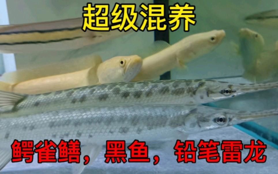有哪些適合與雷龍魚混養(yǎng)的魚類？：適合與雷龍魚混養(yǎng)的魚類需綜合考慮體型、活動(dòng)區(qū)域及攻擊性等因素