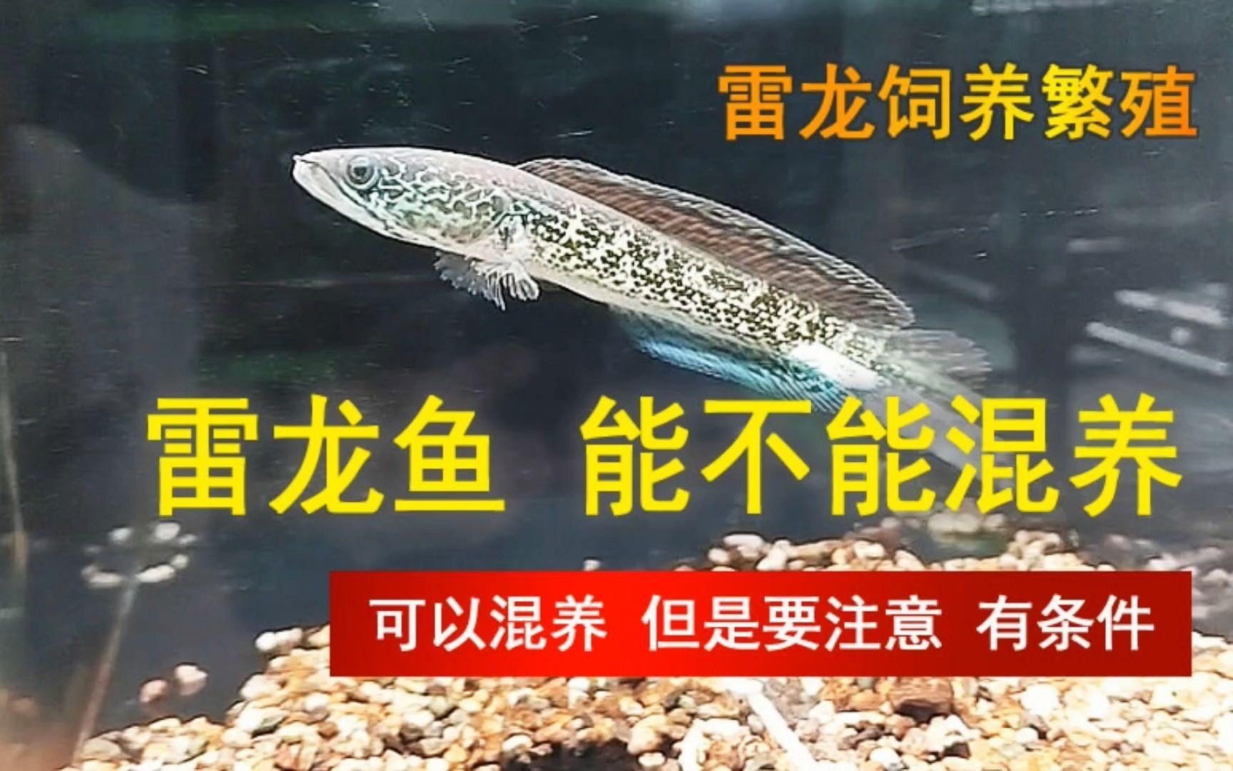 有哪些適合與雷龍魚混養的魚類？：適合與雷龍魚混養的魚類需綜合考慮體型、活動區域及攻擊性等因素