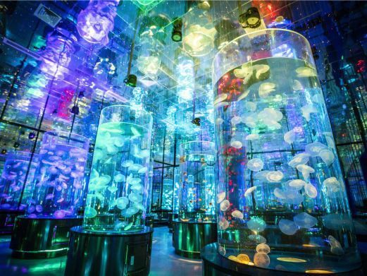 濟南水族館：探秘濟南水族世界：一場引來數百條黃金[需手動填充],魚群跨來數百條奇幻之旅