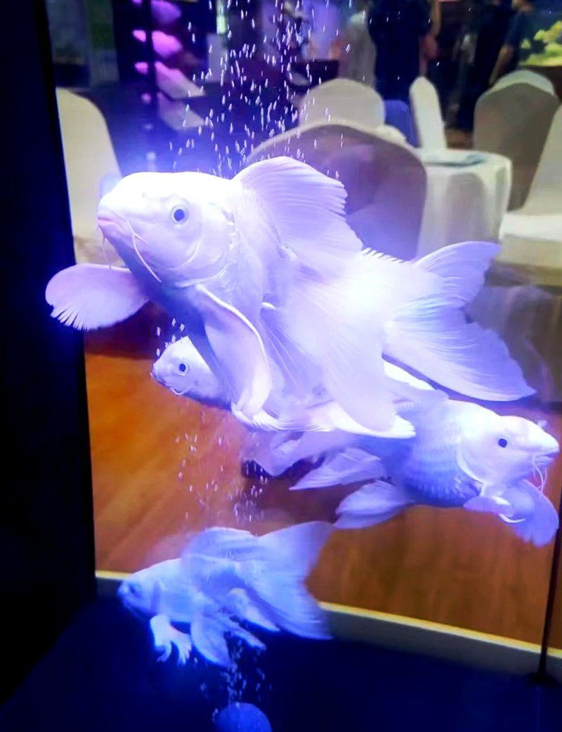 濟南水族館：探秘濟南水族世界：一場引來數百條黃金[需手動填充],魚群跨來數百條奇幻之旅