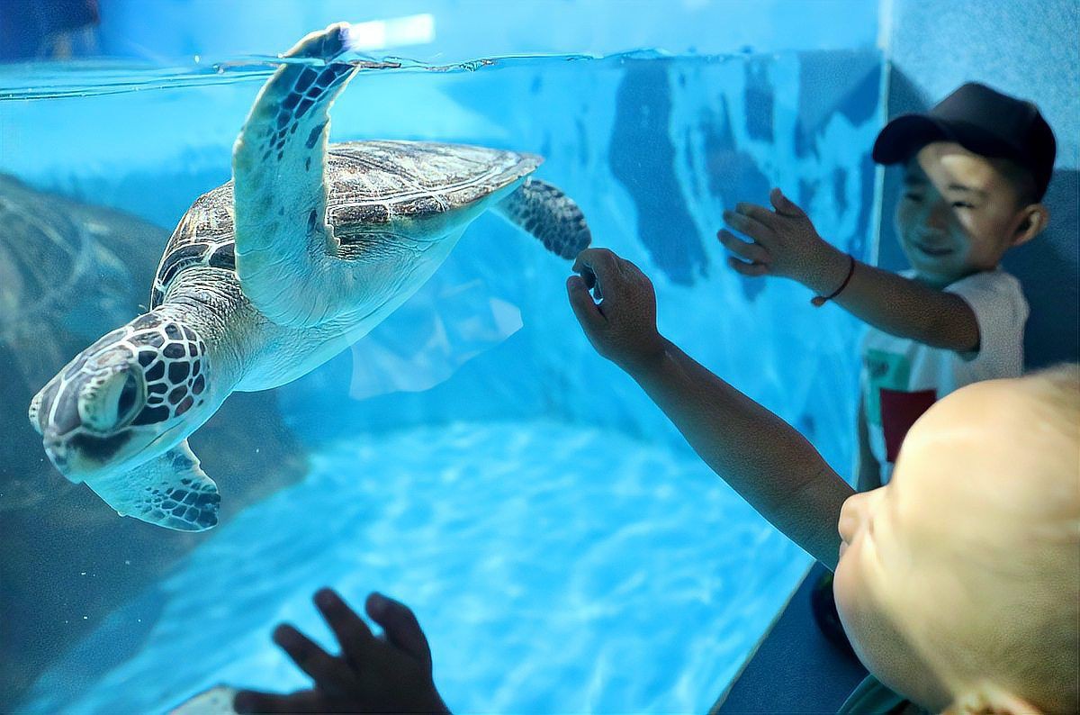 濟南水族館：探秘濟南水族世界：一場引來數百條黃金[需手動填充],魚群跨來數百條奇幻之旅