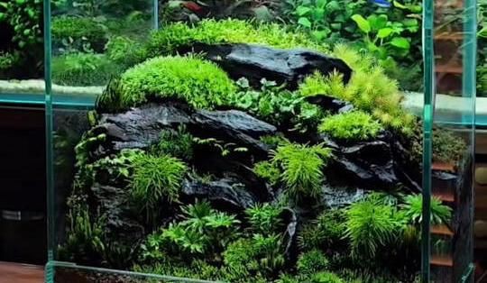 衢州魚缸維護:江南養(yǎng)魚人家庭魚缸維護攻略 全國水族館企業(yè)名錄 第4張 衢州魚缸維護:江南養(yǎng)魚人家庭魚缸維護攻略 衢州魚缸維護:江南養(yǎng)魚人家庭魚缸維護攻略 全國水族館企業(yè)名錄 第4張