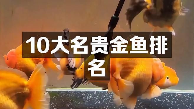 最貴金魚排名第一名：公認(rèn)最昂貴的金魚品種朱頂紫羅袍個體售價30萬至50萬元