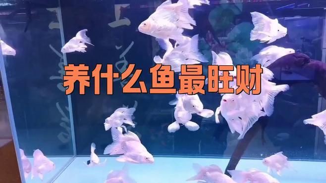 十大招財魚中哪些最受歡迎？：智能模式回答完成調用工具：今天吃什么根據觀賞魚市場的流行趨勢