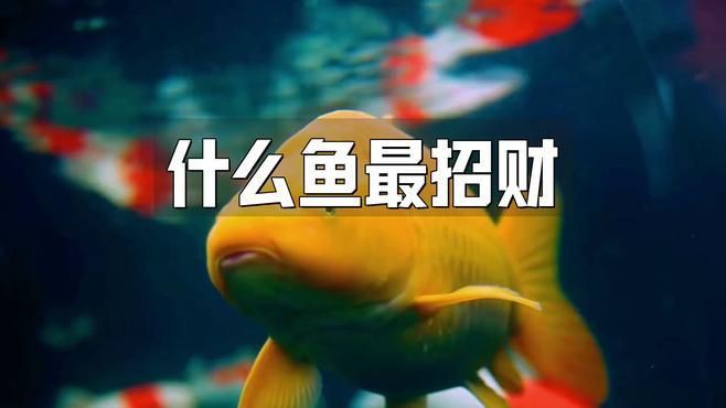 十大招財魚中哪些最受歡迎？：智能模式回答完成調用工具：今天吃什么根據觀賞魚市場的流行趨勢