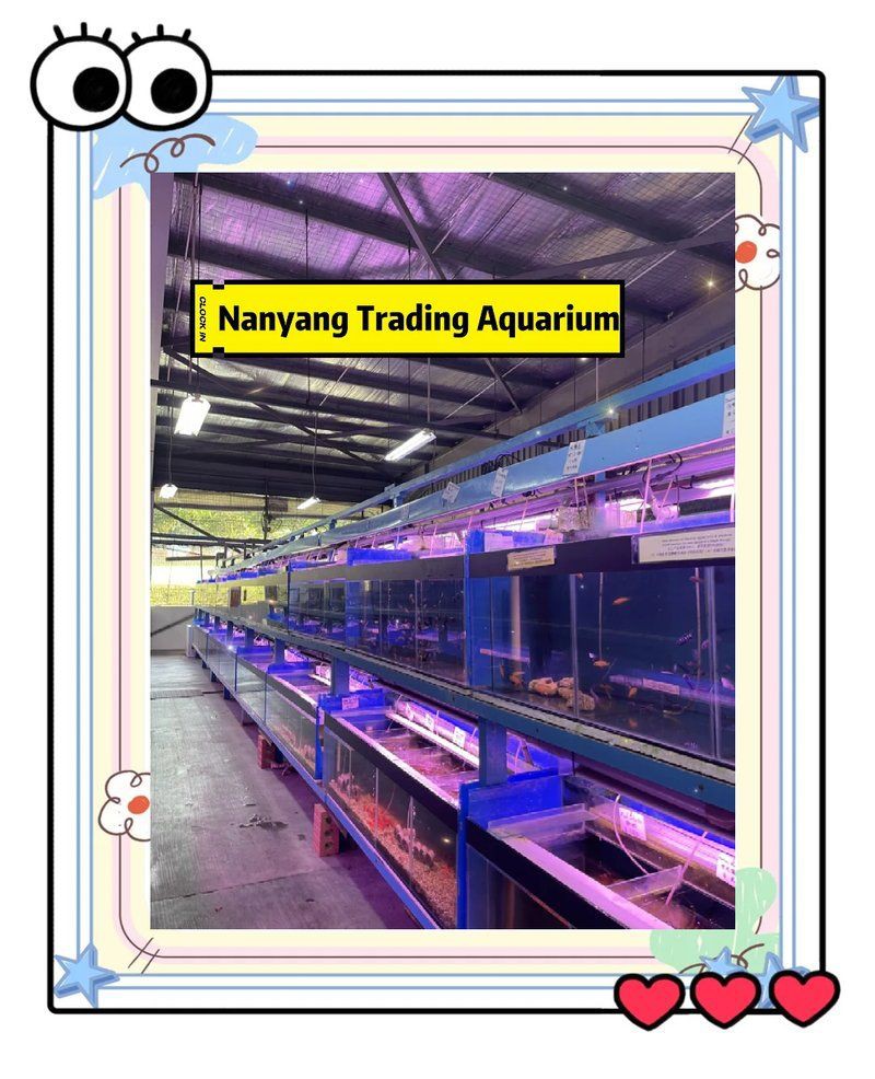 宜春魚缸店：豐城市巨金水族店