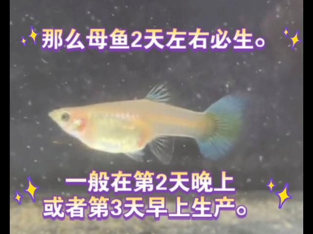 母魚肚子大后什么時候生：如何判斷孔雀魚是否懷上小魚胎斑顏色變化揭秘