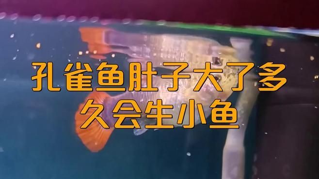 母魚肚子大后什么時候生：如何判斷孔雀魚是否懷上小魚胎斑顏色變化揭秘
