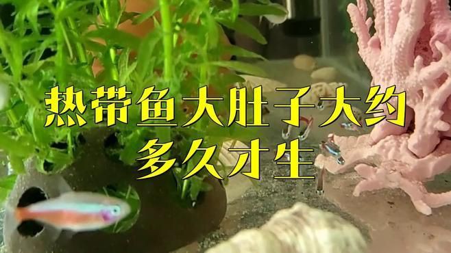 母魚肚子大后什么時候生：如何判斷孔雀魚是否懷上小魚胎斑顏色變化揭秘