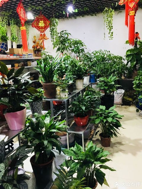 鳳凰水族店：鳳凰水族店哪家口碑最好
