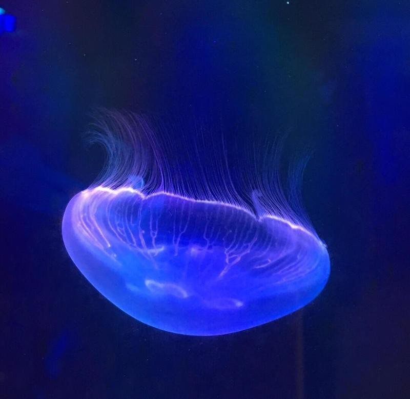 鳳凰水族店：鳳凰水族店哪家口碑最好