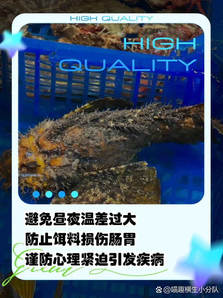 三紋虎魚最忌諱三個東西：三紋虎魚飼養(yǎng)三大禁忌解析,