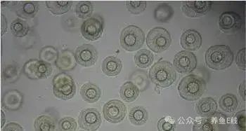 有沒有更多種類的魚虱圖片？：魚虱,被縮頭魚虱纏住,是這條魚的噩夢
