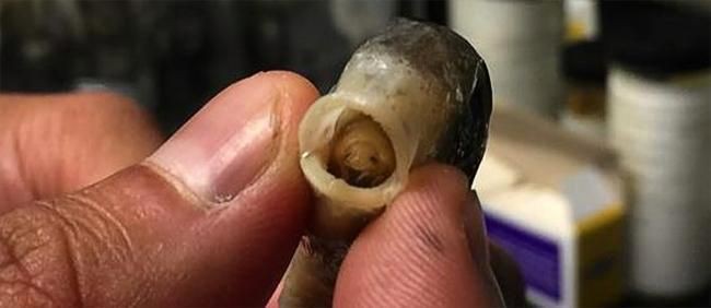 有沒有更多種類的魚虱圖片？：魚虱,被縮頭魚虱纏住,是這條魚的噩夢