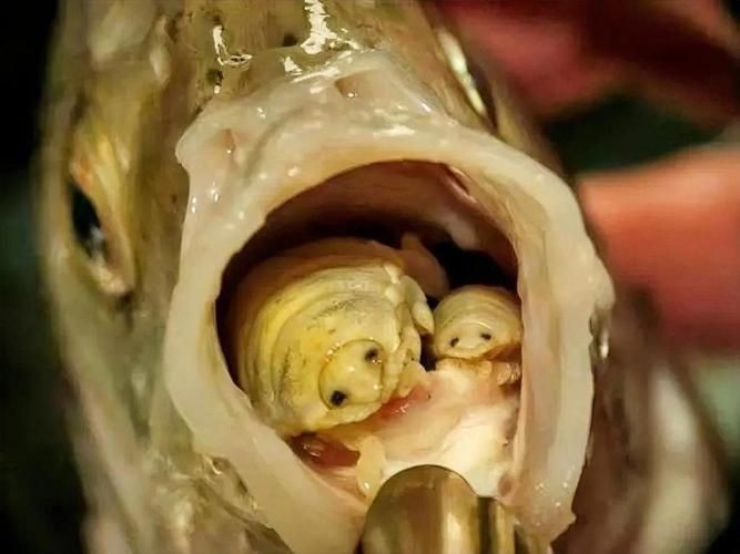 有沒有更多種類的魚虱圖片？：魚虱,被縮頭魚虱纏住,是這條魚的噩夢