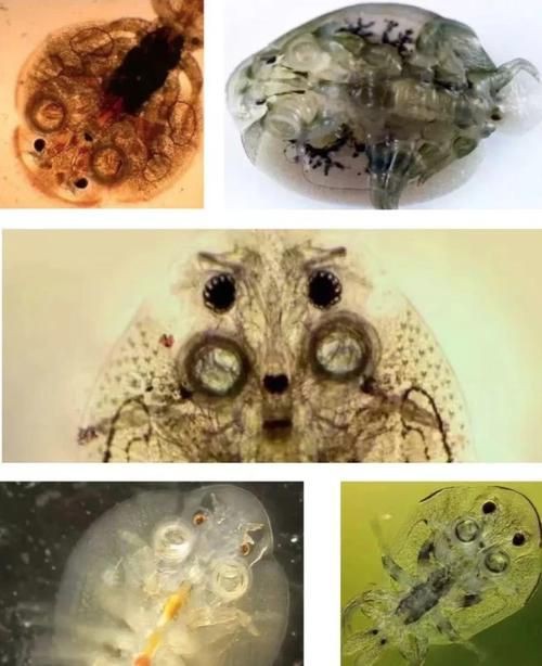 有沒有更多種類的魚虱圖片？：魚虱,被縮頭魚虱纏住,是這條魚的噩夢