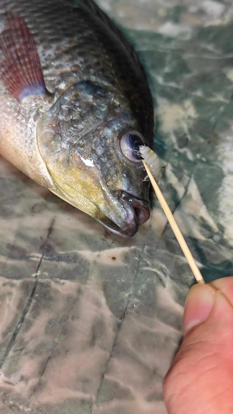有沒有更多種類的魚虱圖片？：魚虱,被縮頭魚虱纏住,是這條魚的噩夢