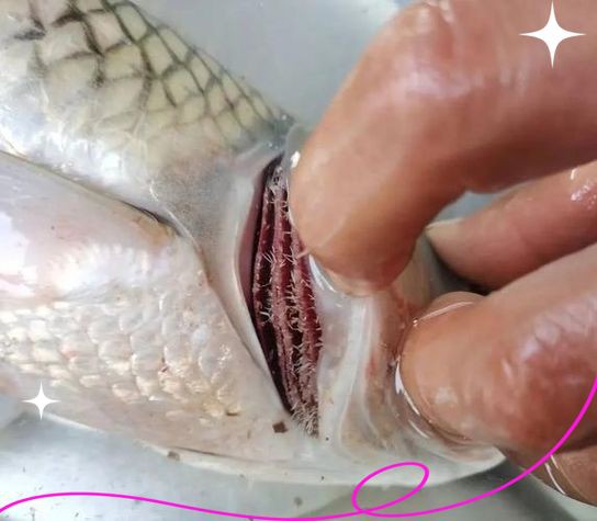 有沒有更多種類的魚虱圖片？：魚虱,被縮頭魚虱纏住,是這條魚的噩夢