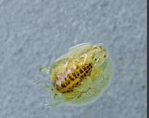 有沒有更多種類的魚虱圖片？：魚虱,被縮頭魚虱纏住,是這條魚的噩夢