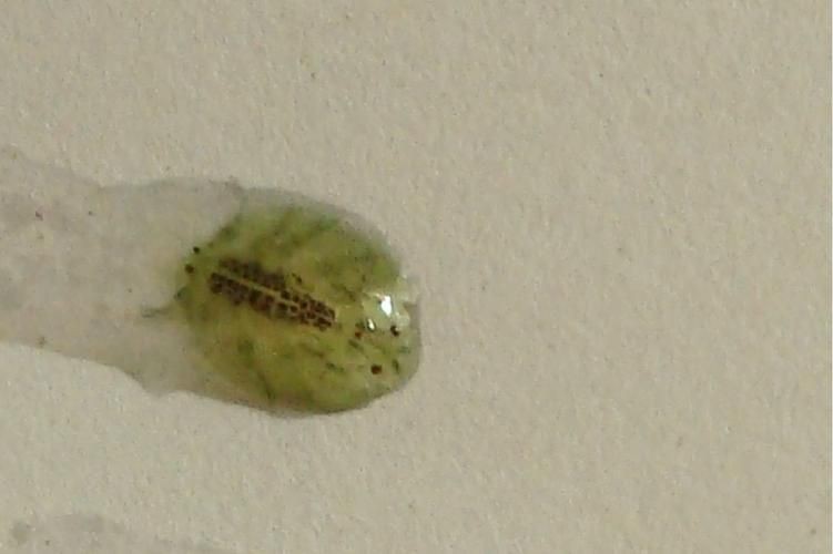 有沒有更多種類的魚虱圖片？：魚虱,被縮頭魚虱纏住,是這條魚的噩夢