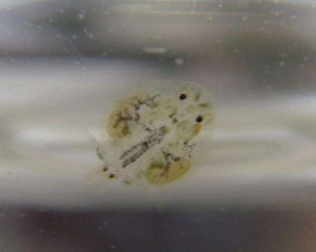 有沒有更多種類的魚虱圖片？：魚虱,被縮頭魚虱纏住,是這條魚的噩夢