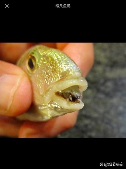 有沒有更多種類的魚虱圖片？：魚虱,被縮頭魚虱纏住,是這條魚的噩夢