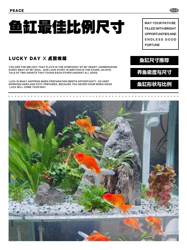 60魚缸最佳尺寸：60升魚缸尺寸全解析