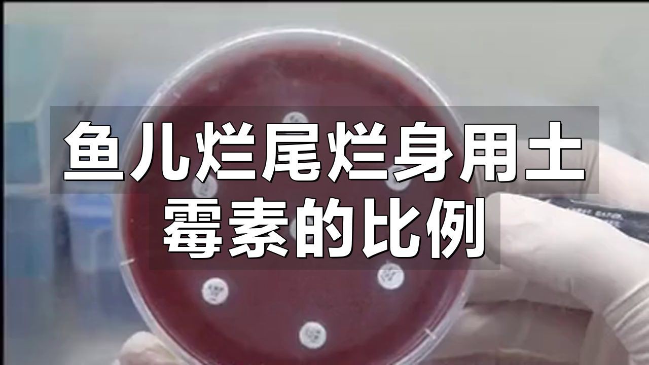 土霉素治療魚爛身爛尾的具體用法：土霉素治療魚類爛身爛尾病