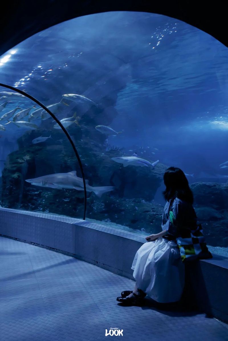 上海哪個海洋館最值得去：上海海洋水族館之旅 上海哪個海洋館最值得去：上海海洋水族館之旅 龍魚論壇 第2張