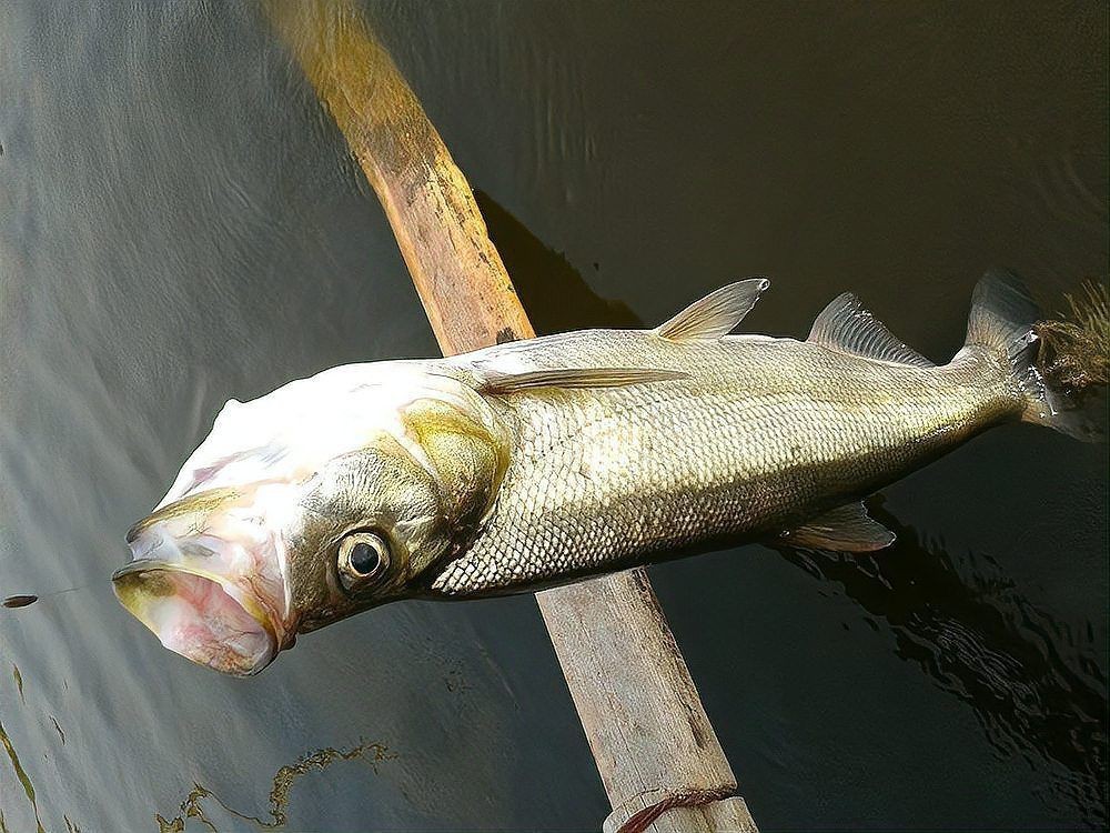 紅嘴巴魚是形容罵人嗎：“紅嘴巴魚”在文學中有何隱喻