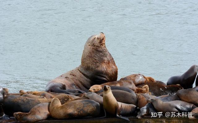 七彩海象能長多大：七彩海象的體型發育規律、極限生長數據及其背后的生物學機制