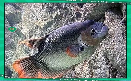 紅尾戰船招財魚壽命多長【戰船魚的壽命有多長】