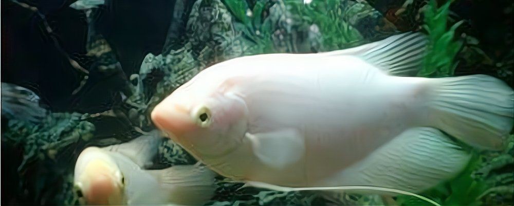 紅尾戰船招財魚壽命多長【戰船魚的壽命有多長】