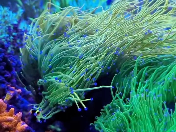 如何選擇合適的魚缸材質(zhì)？：關(guān)于魚缸材質(zhì)的冷知識你知道嗎各種魚缸的優(yōu)缺點分享 如何選擇合適的魚缸材質(zhì)？：關(guān)于魚缸材質(zhì)的冷知識你知道嗎各種魚缸的優(yōu)缺點分享 龍魚百科 第6張