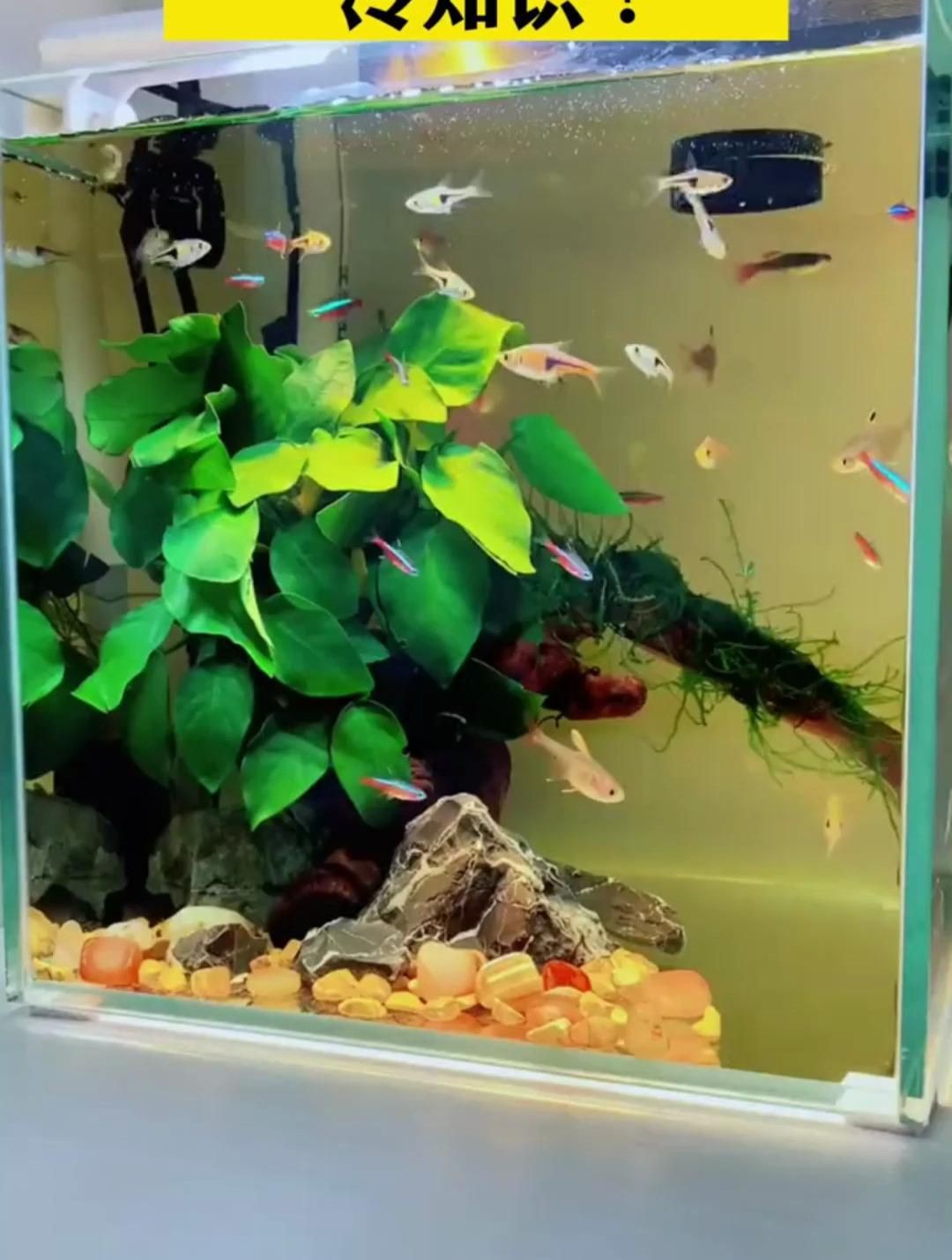 如何選擇合適的魚缸材質(zhì)？：關(guān)于魚缸材質(zhì)的冷知識你知道嗎各種魚缸的優(yōu)缺點分享 如何選擇合適的魚缸材質(zhì)？：關(guān)于魚缸材質(zhì)的冷知識你知道嗎各種魚缸的優(yōu)缺點分享 龍魚百科 第4張