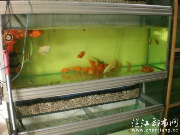 湛江水族店：湛江水族店結合了多個可信來源的信息整理而成