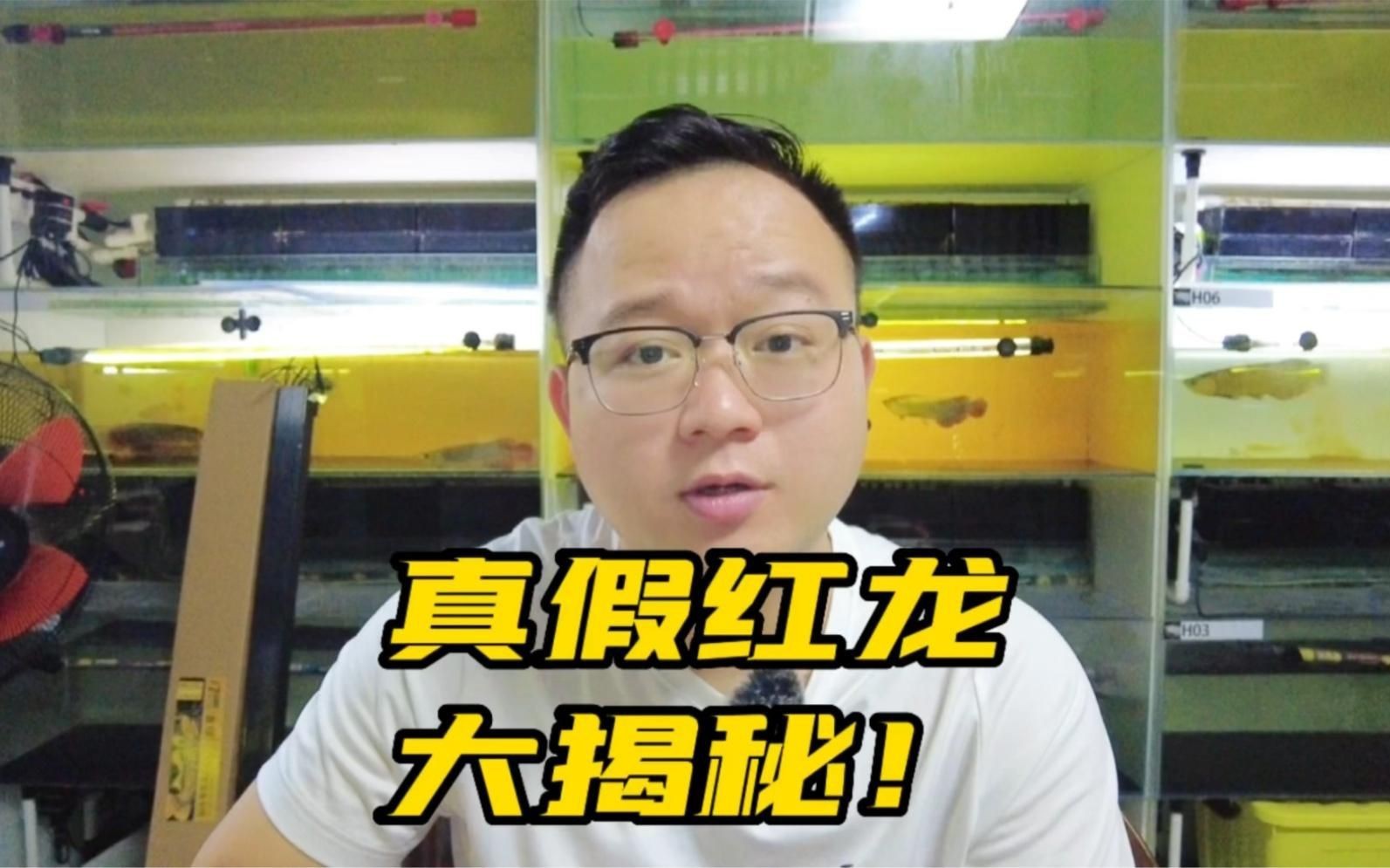 如何辨別鳳凰紅龍魚的真偽？：嗶哩嗶哩第491話學紅龍魚鑒賞的第一堂課