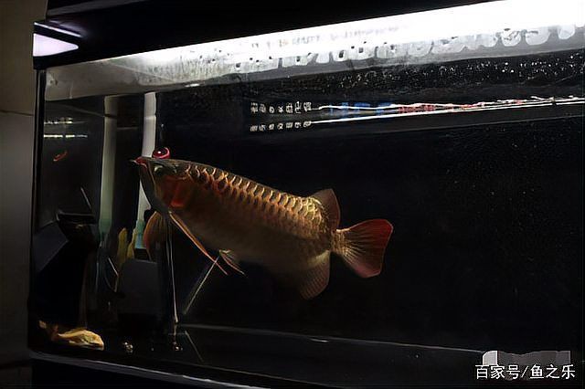 如何飼養(yǎng)原生龍魚：養(yǎng)魚說,龍魚不同階段喂養(yǎng)各不同,看看你做對了嗎