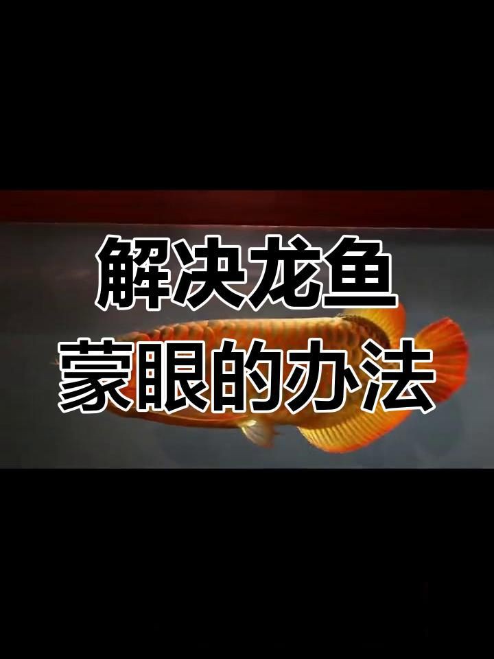 有哪些預防龍魚蒙眼的方法？：簡單四招輕松解決龍魚蒙眼原因及治療方法