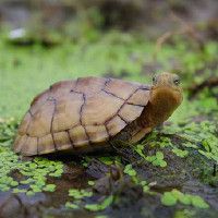 建議窮人養的10種烏龜：經濟實惠的寵物龜飼養小巧體型的愛好者8：九、鱷龜