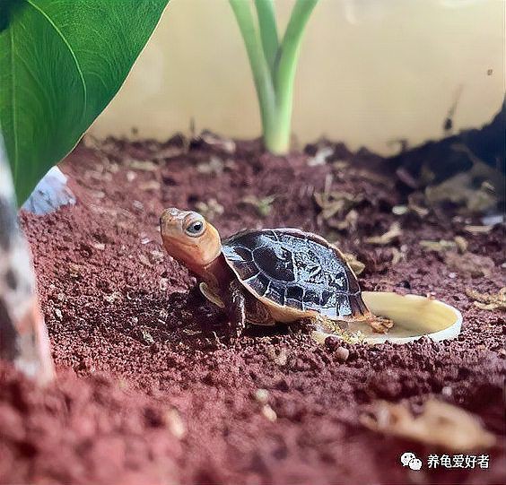 建議窮人養的10種烏龜：經濟實惠的寵物龜飼養小巧體型的愛好者8：九、鱷龜